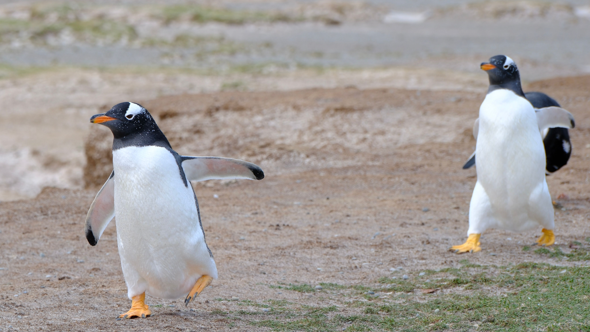 Giving you a side-eye like a 3ft yob in a wetsuit - meet the penguins of the Falklands