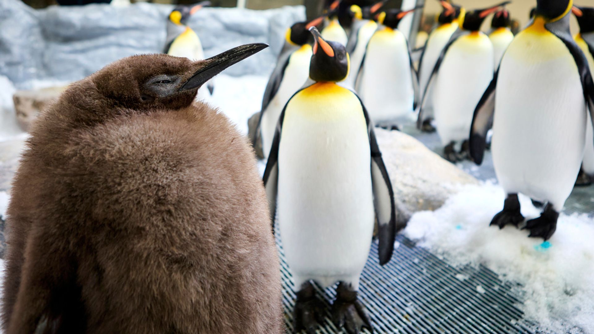 'Oh lawd he comin': Huge penguin chick called Pesto goes viral