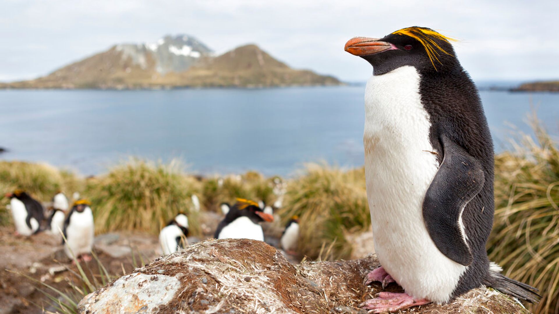 South Georgia is one of the world's conservation success stories