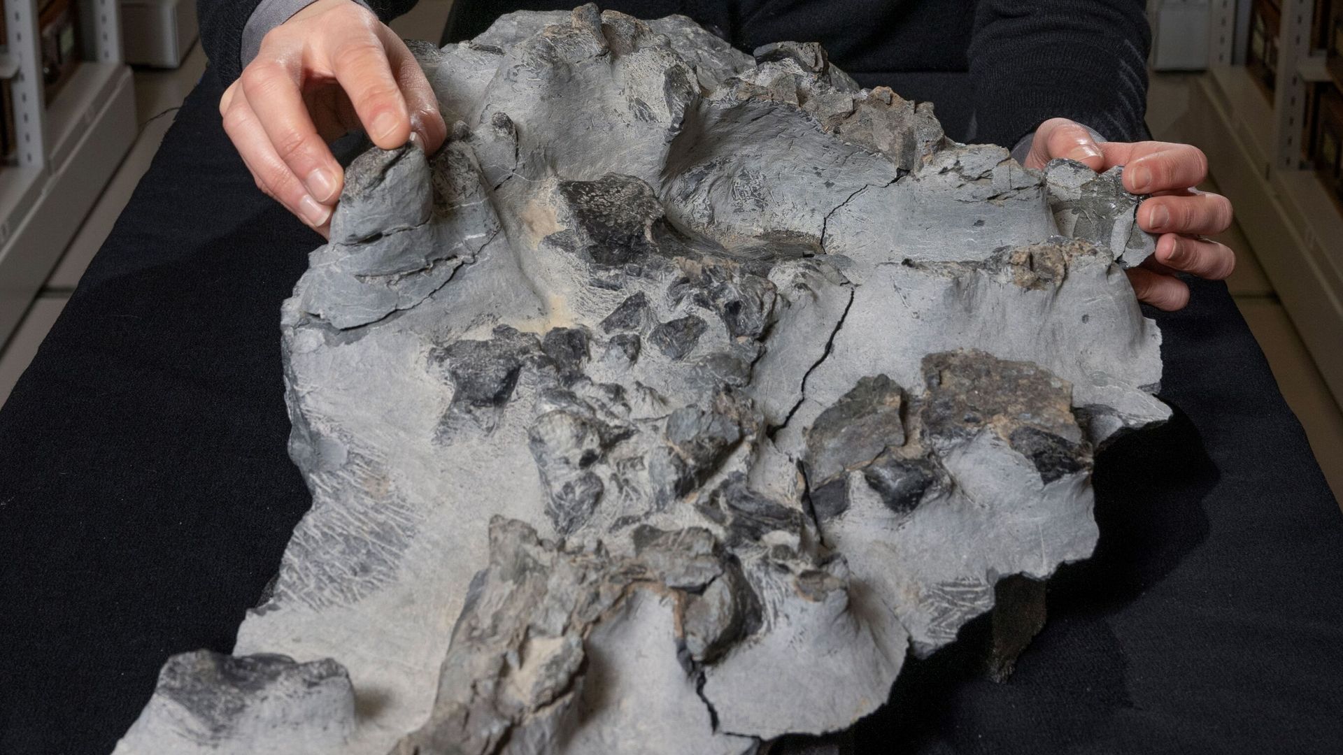 Jurassic dinosaur fossil found in Scotland in 1973 finally extracted from base of cliff